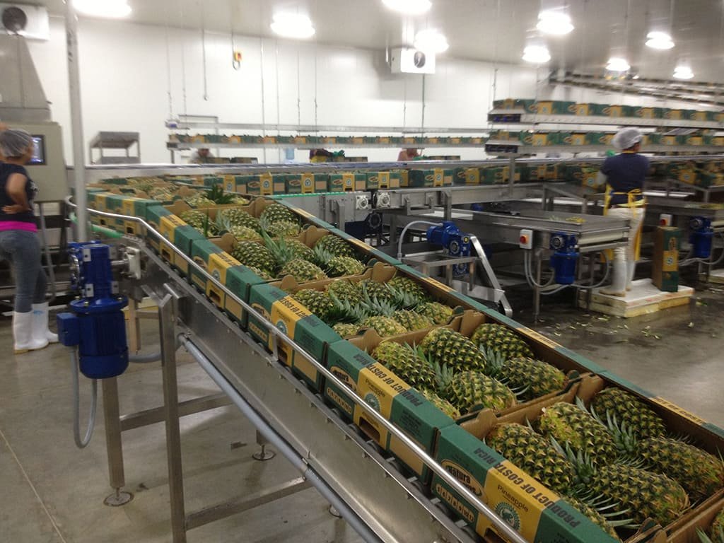 TRABAJO EN EMPACADORES: Empacadores de frutas y verduras | +150 Puestos de trabajo disponibles